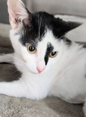 Gypsy, Adult Female unknown