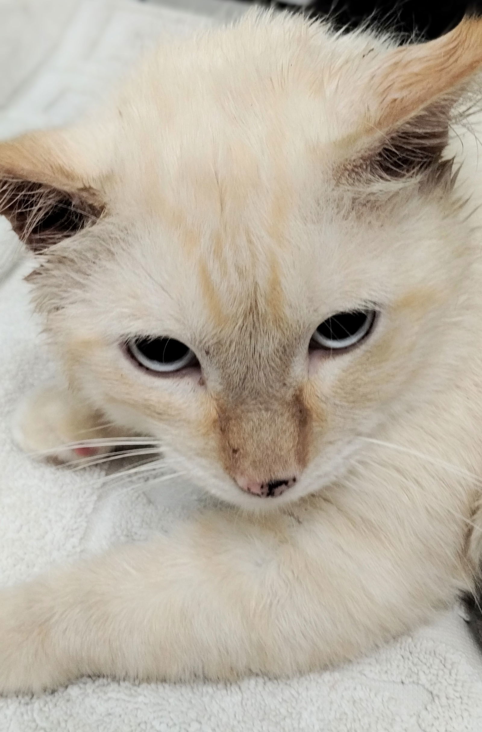 Matthew, an adoptable Burmese in Oakland Park, FL, 33334 | Photo Image 1