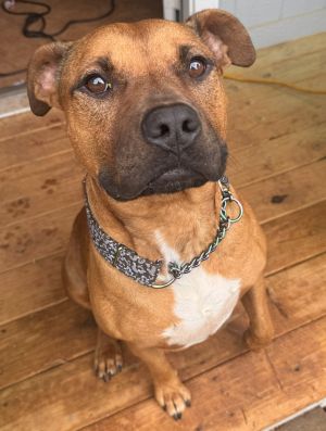 Please contact ADOPTION adoptdoggieharmonyorg for more information about this pet Mona Lisa is 