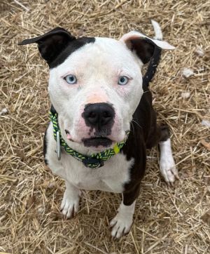 Please contact ADOPTION adoptdoggieharmonyorg for more information about this pet Otis wandered