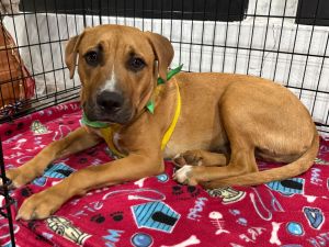 Please contact ADOPTION adoptdoggieharmonyorg for more information about this pet Charlie is a 
