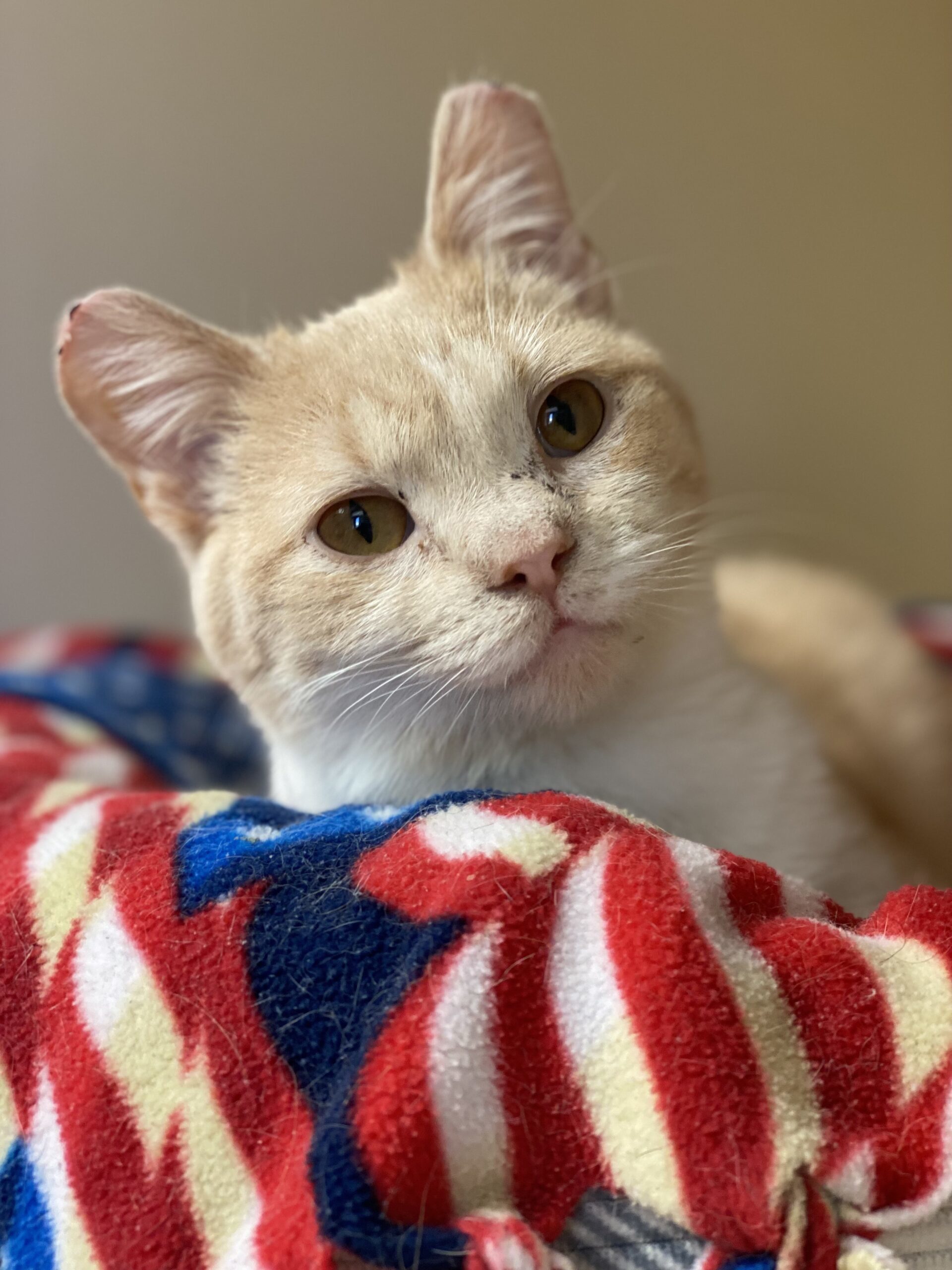 Kammy, an adoptable Domestic Short Hair in Hays, KS, 67601 | Photo Image 1