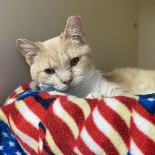 Kammy, an adoptable Domestic Short Hair in Hays, KS, 67601 | Photo Image 2