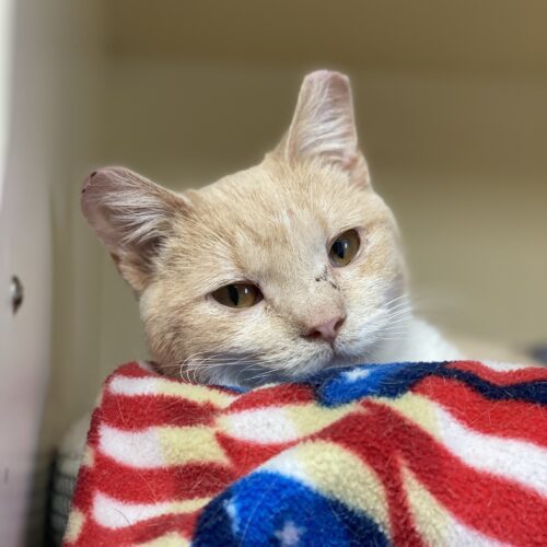Kammy, an adoptable Domestic Short Hair in Hays, KS, 67601 | Photo Image 3
