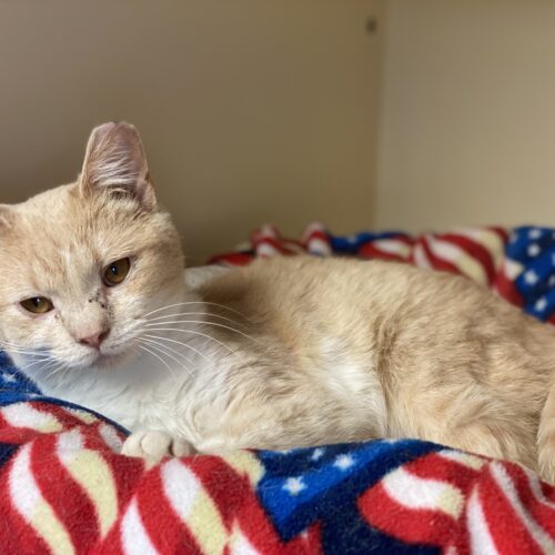 Kammy, an adoptable Domestic Short Hair in Hays, KS, 67601 | Photo Image 4