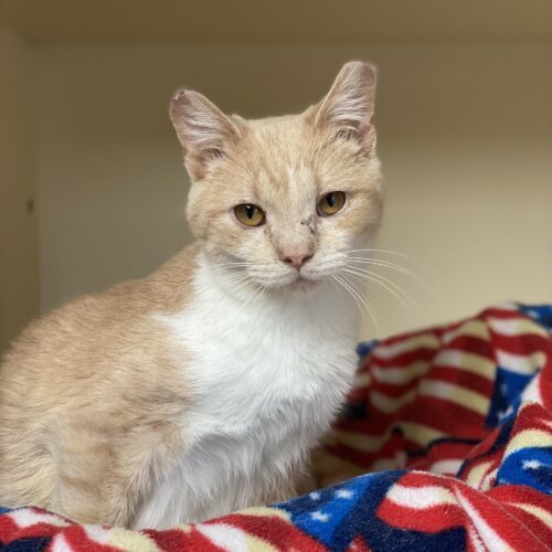 Kammy, an adoptable Domestic Short Hair in Hays, KS, 67601 | Photo Image 5