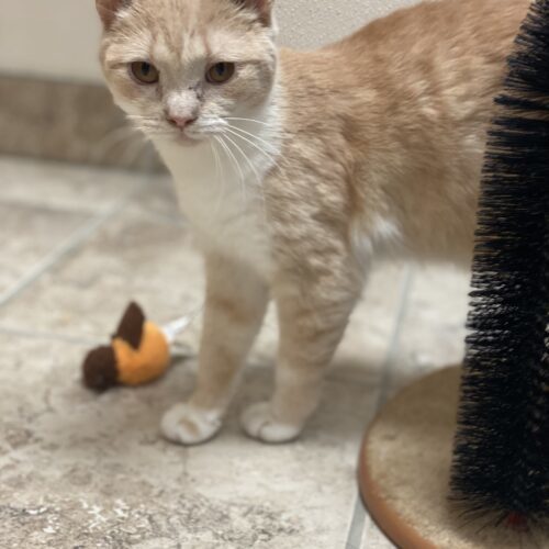 Kammy, an adoptable Domestic Short Hair in Hays, KS, 67601 | Photo Image 6