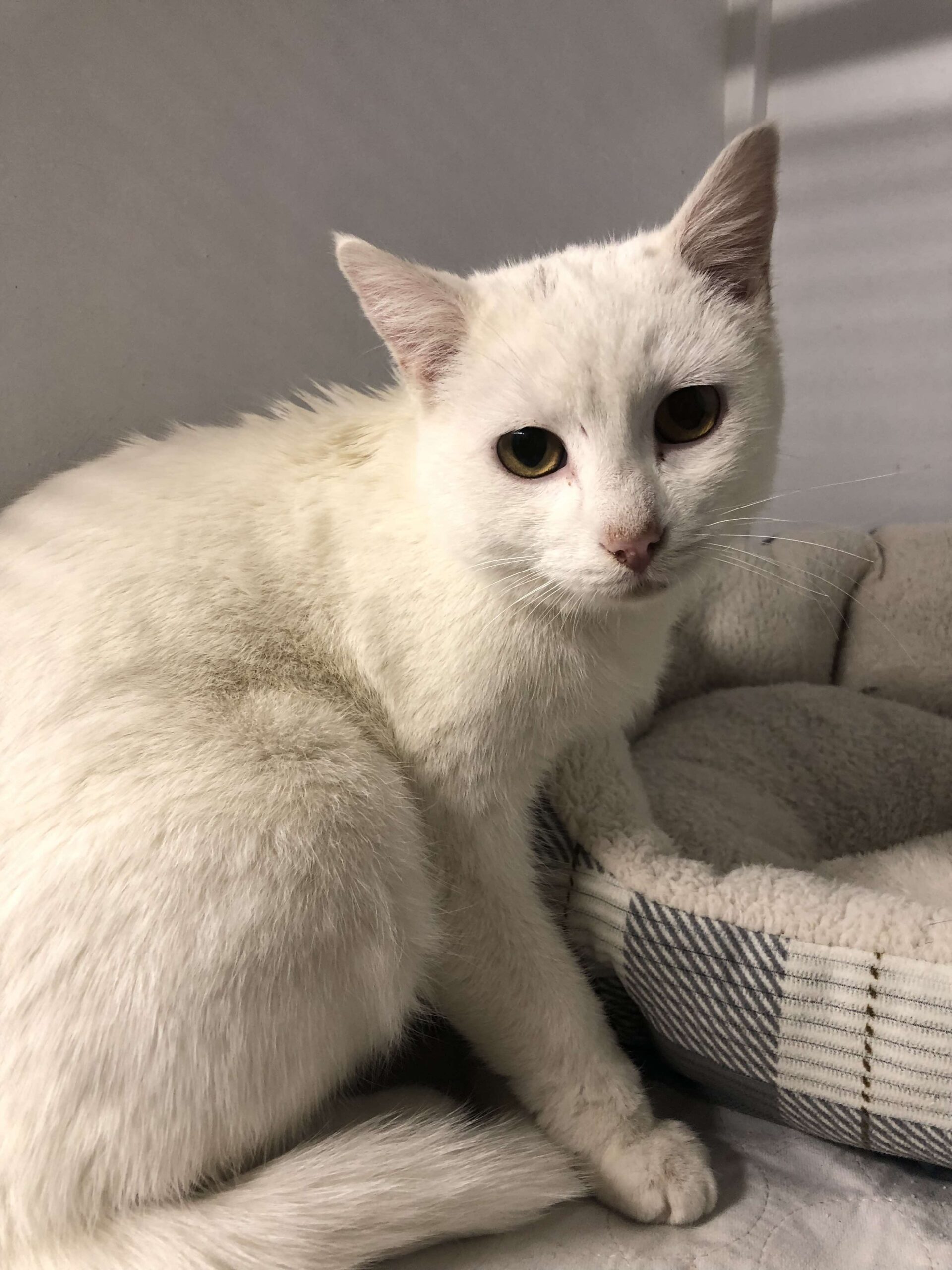 Quail, an adoptable Domestic Short Hair in Dillon, MT, 59725 | Photo Image 1