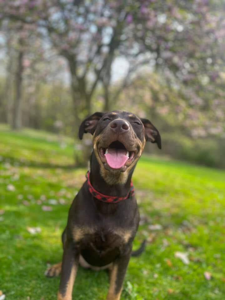 Daisy