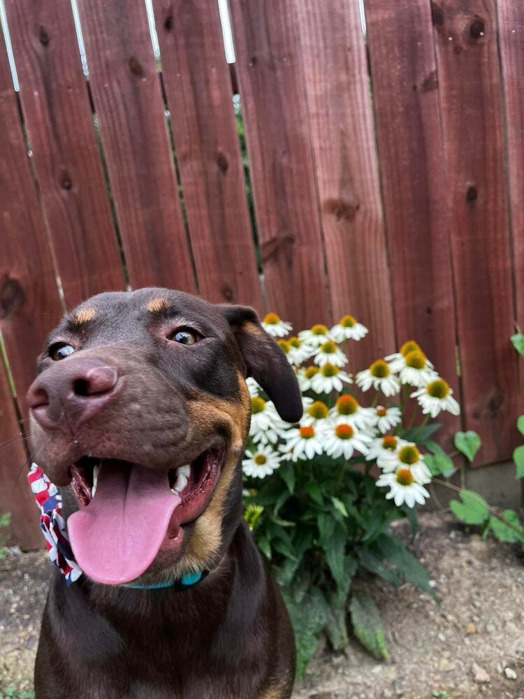 Daisy