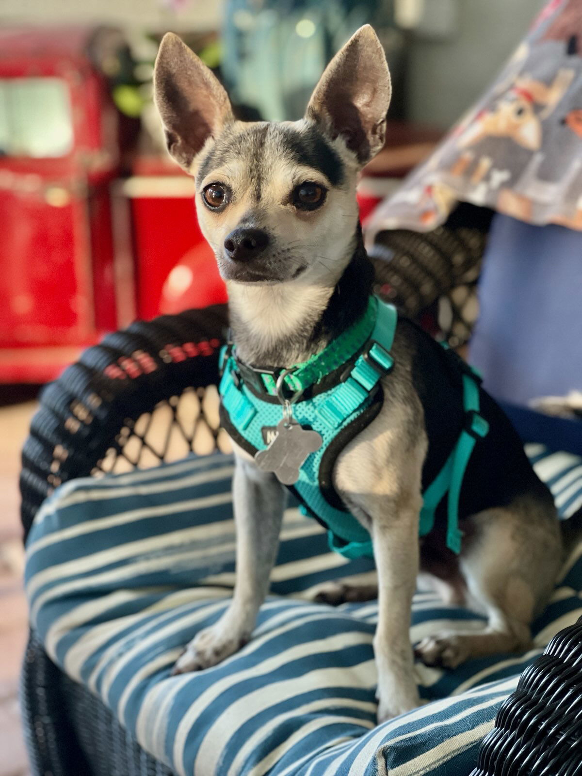 Toby FH
