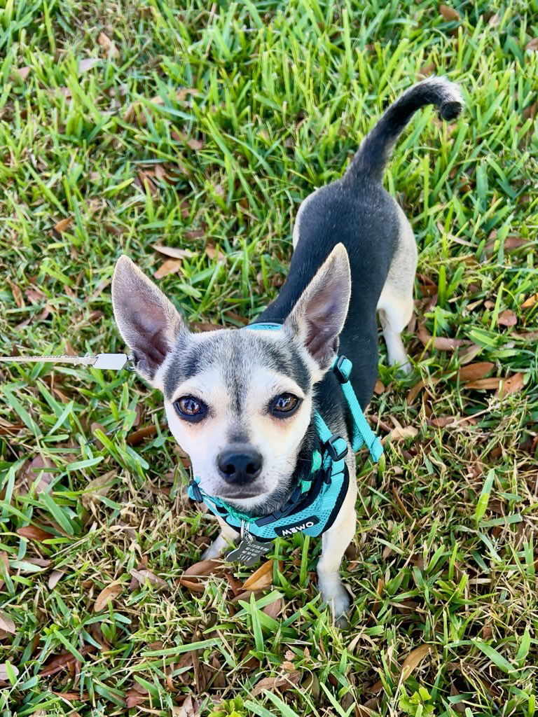 Toby FH
