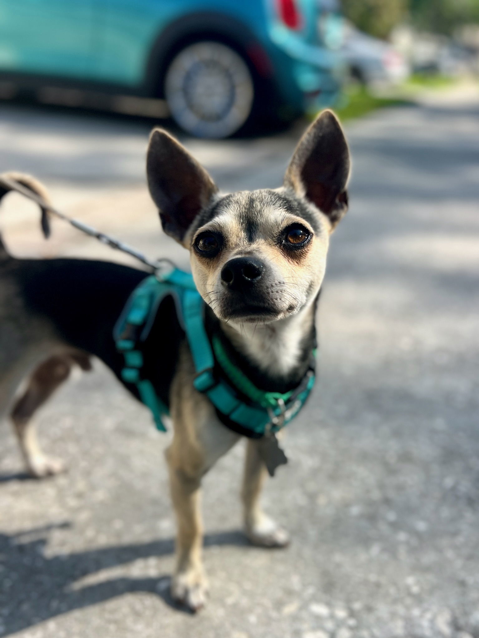 Toby FH