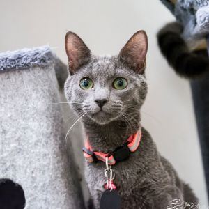 Aspen, Young Female American Shorthair