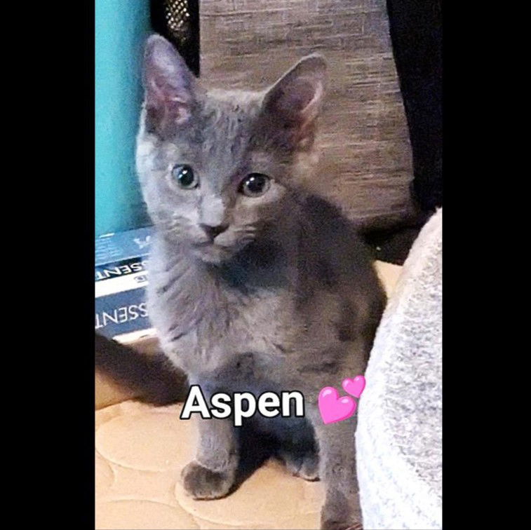 Aspen