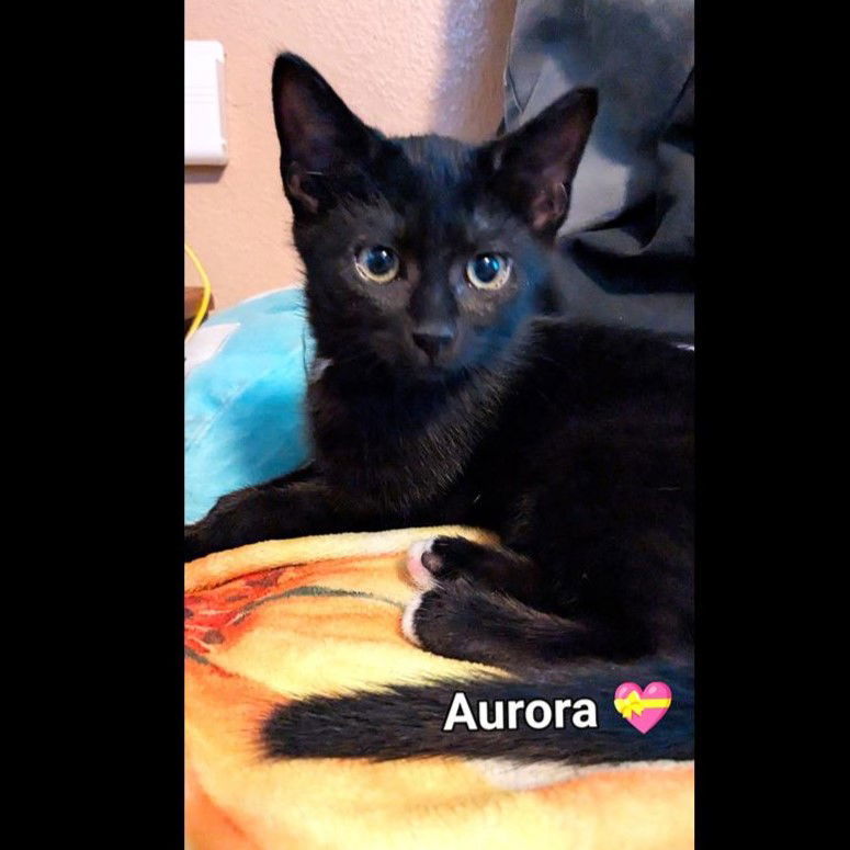 Aurora