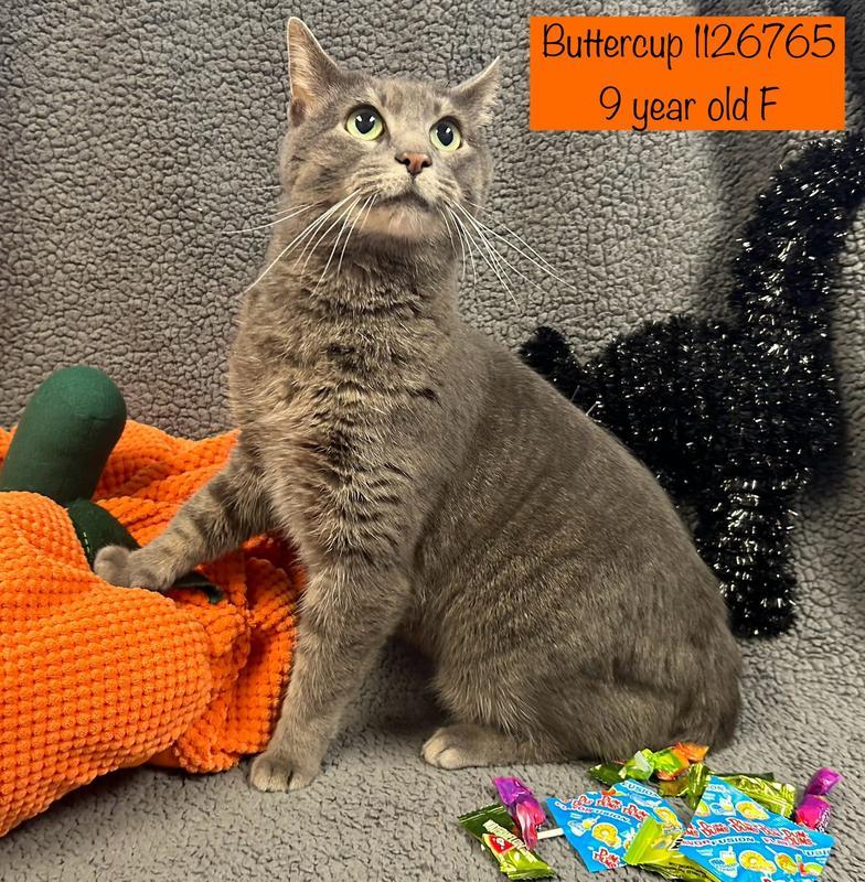 Buttercup is at Petco
