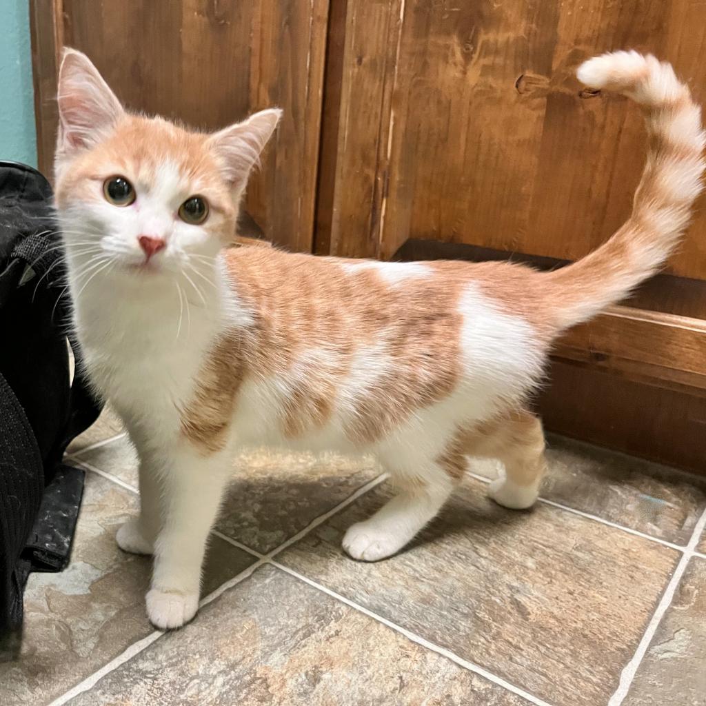 Charlemagne, an adoptable Domestic Short Hair in Nampa, ID, 83686 | Photo Image 1
