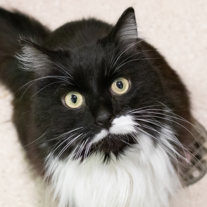 Mitzi