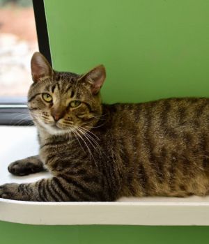 Meet Maverick and Tom Tom a bonded pair looking for a second chance at a forever home These two ca