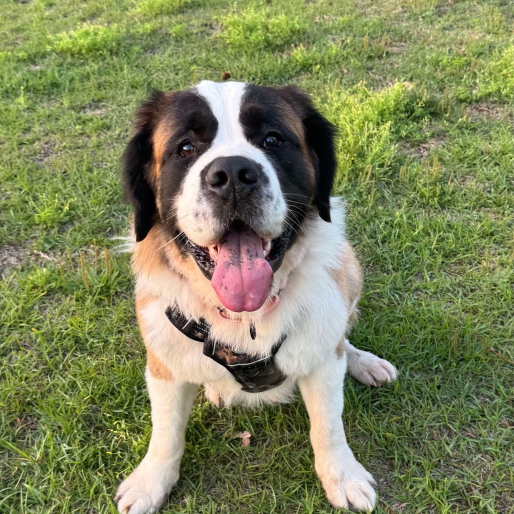 Scout