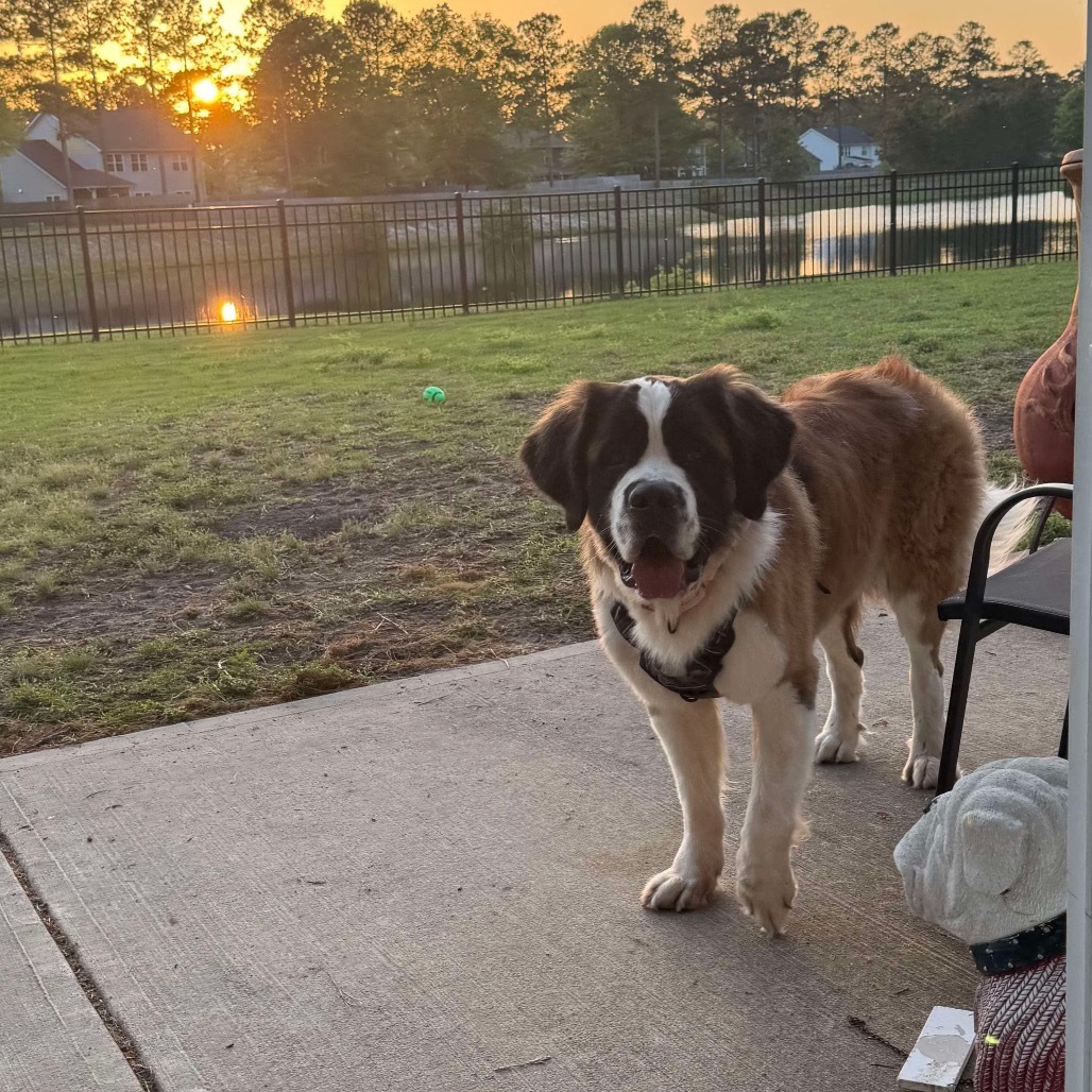 Scout