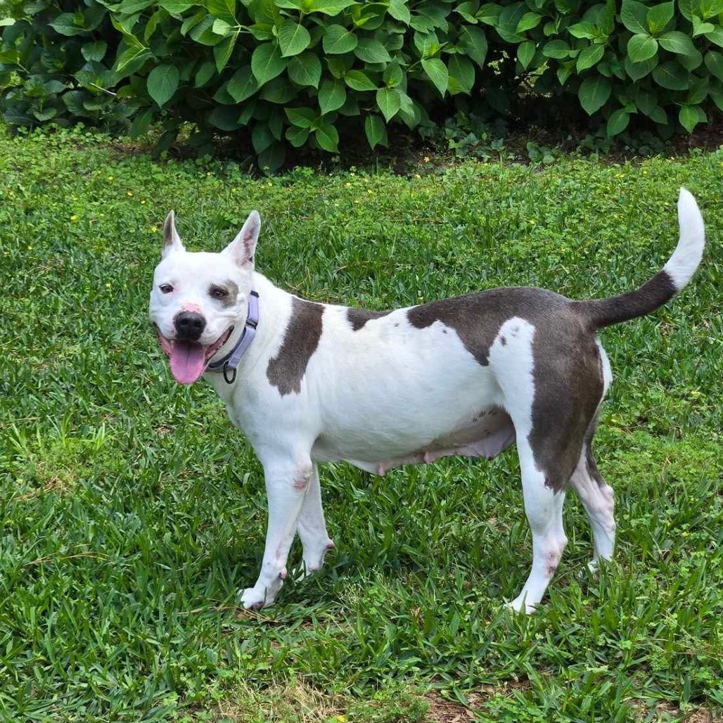 Stella Jo