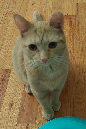 Tulip, Young Female Domestic Short Hair