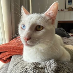 Linda Evangelista is a gorgeous girl and you will quickly notice her heterochromia - one blue eye a