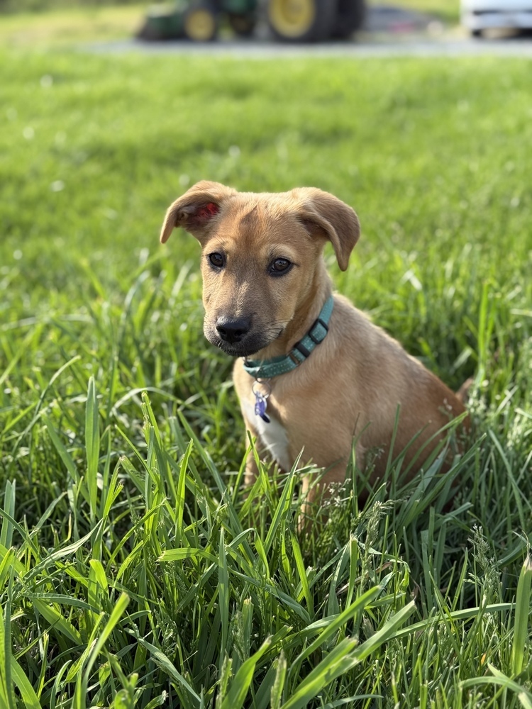 Pup Baileys