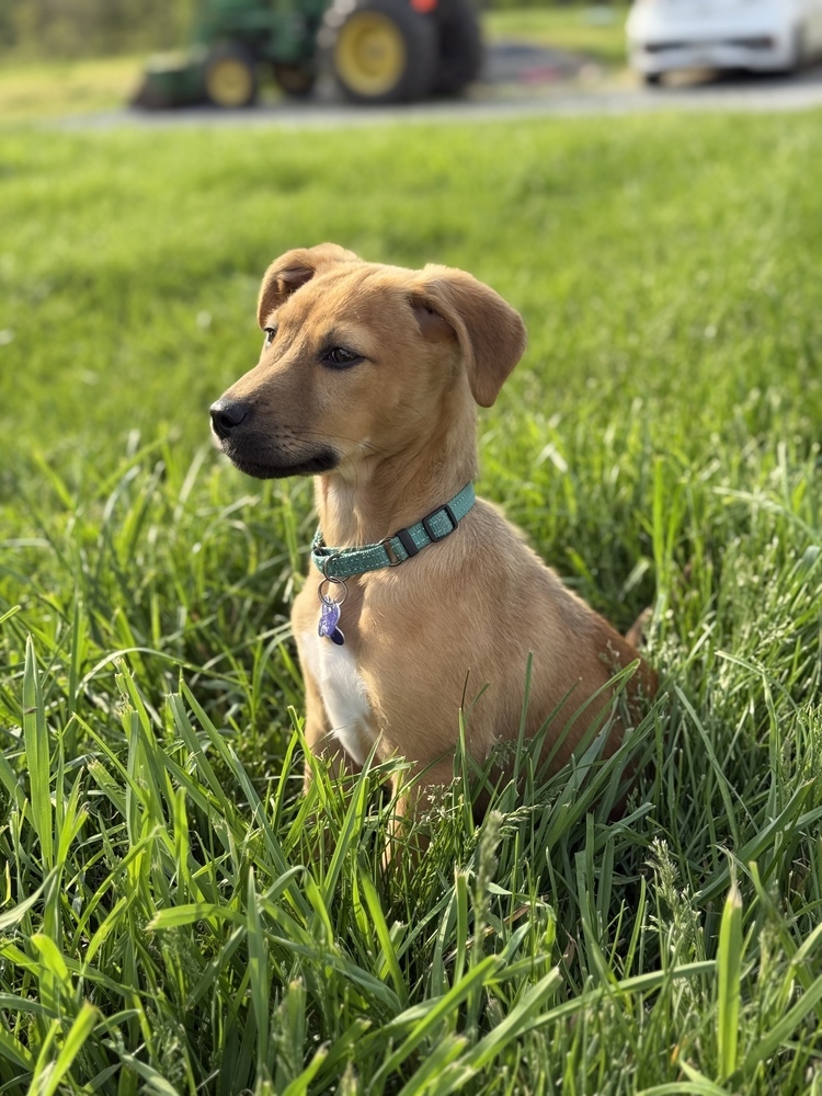 Pup Baileys