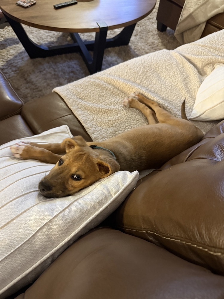 Pup Baileys