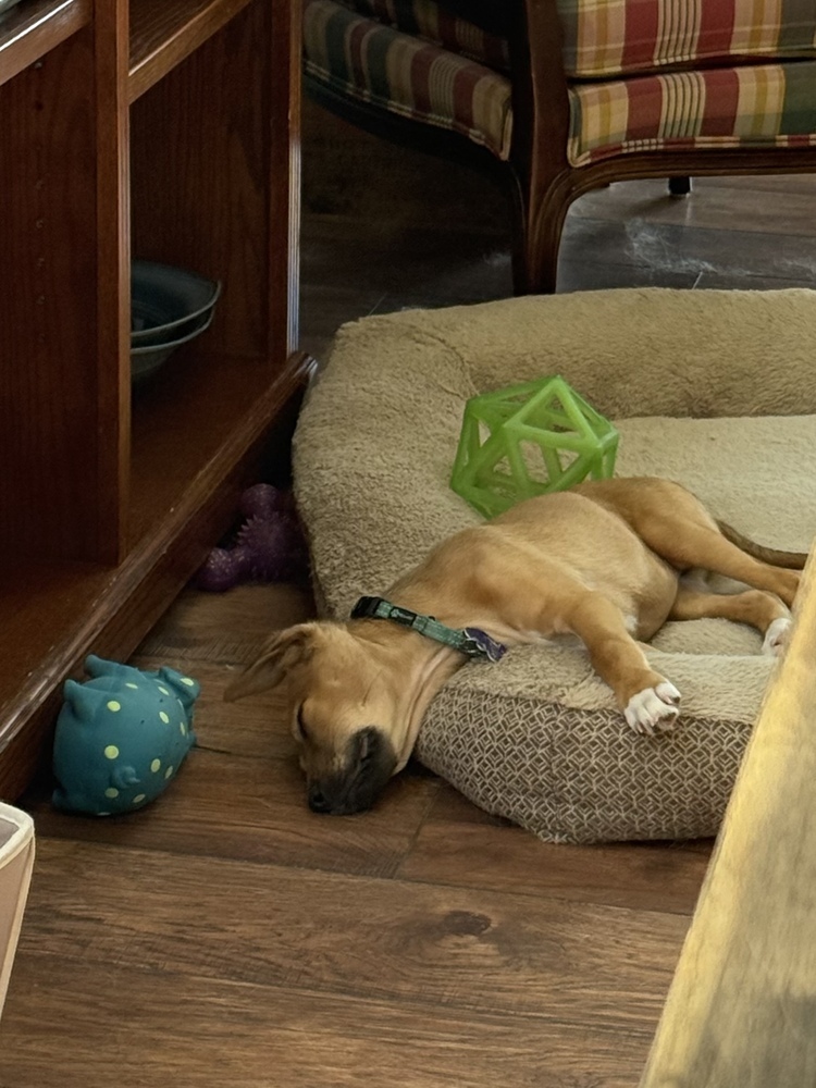 Pup Baileys