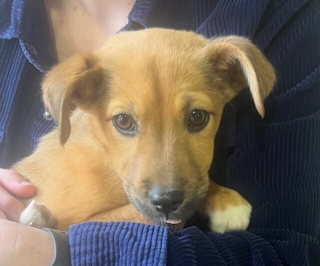 Pup Baileys