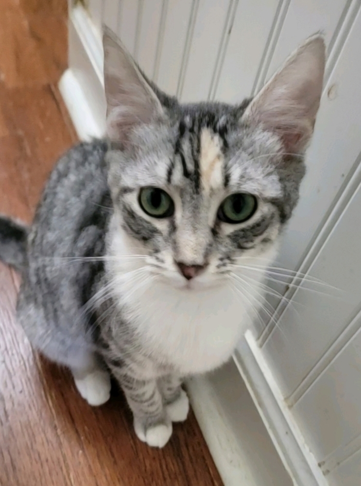 Noel