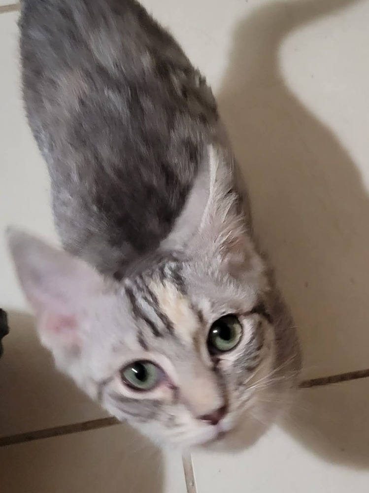 Noel