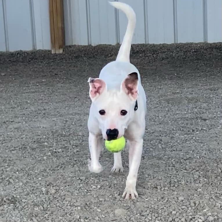 Barley(Charlie)
