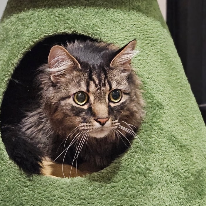 Zak
