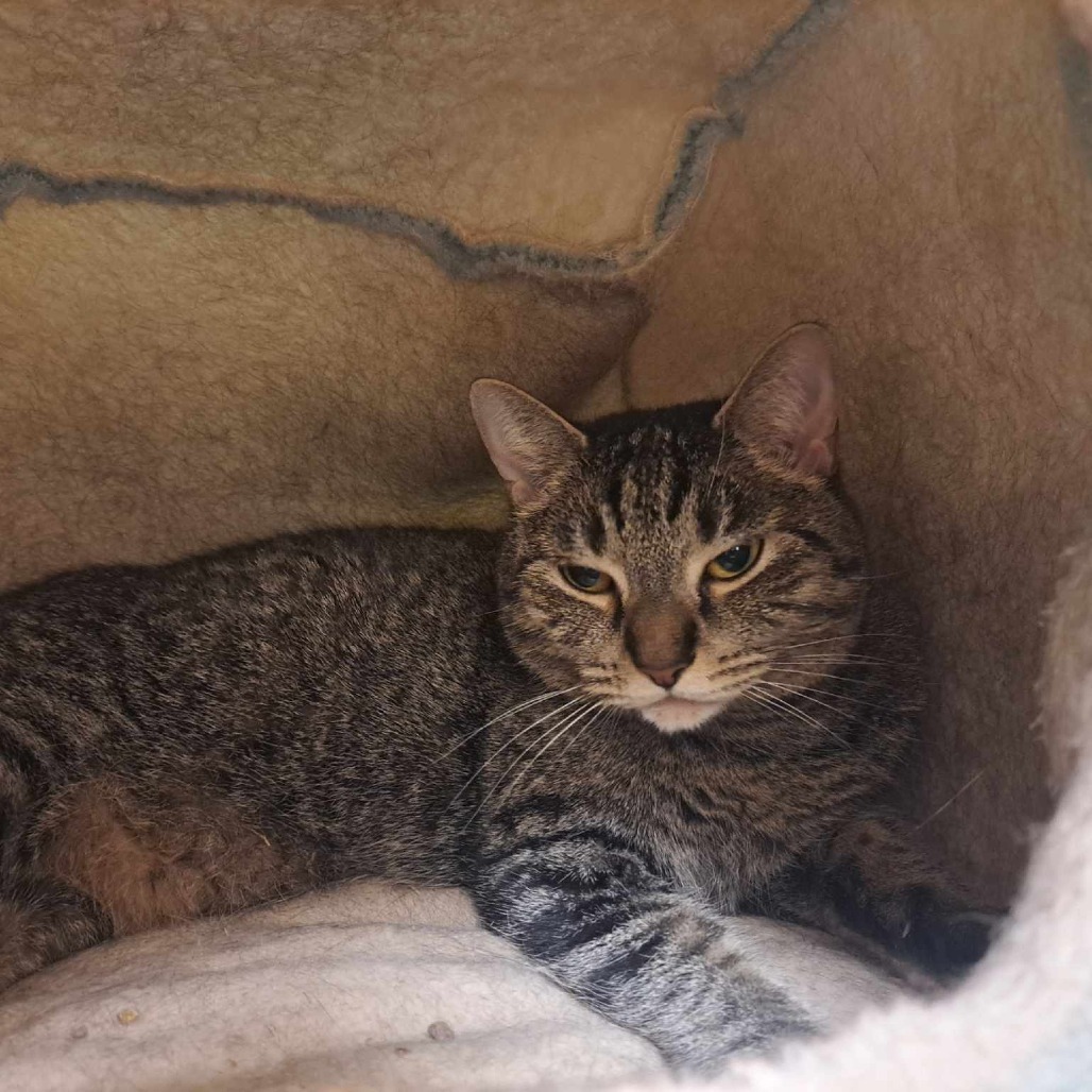 Catness