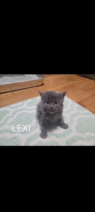 Lexi