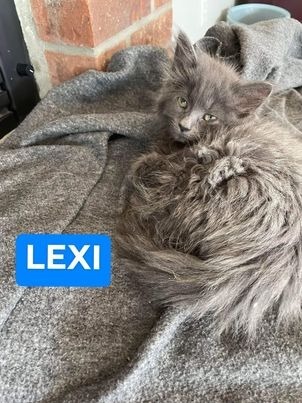 Lexi