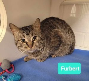 Furbert, Young Male unknown