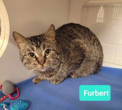 Furbert