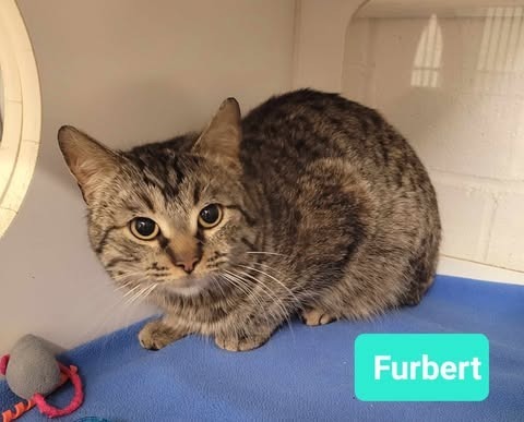 Furbert