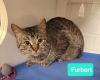 Furbert photo 2