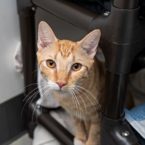 BTS Domestic Short Hair Cat