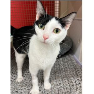 Cookies &#39;n Cream Hyattsville, Adult Female unknown