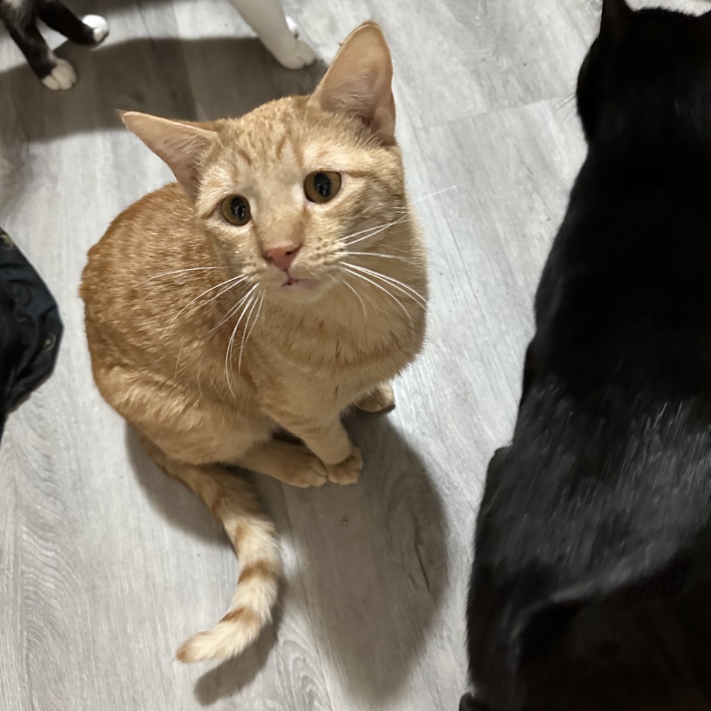 Michael Phelps Estes, an adoptable Domestic Short Hair in Eagle Mountain, UT, 84005 | Photo Image 1