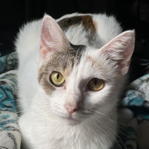 Julieta (BFF002)