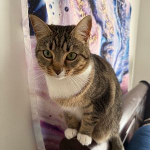 Poot (BFF019), Adult Female unknown